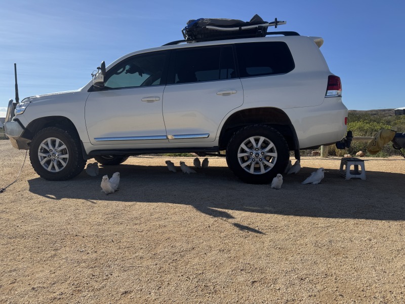 Local wildlife taking shade under the car